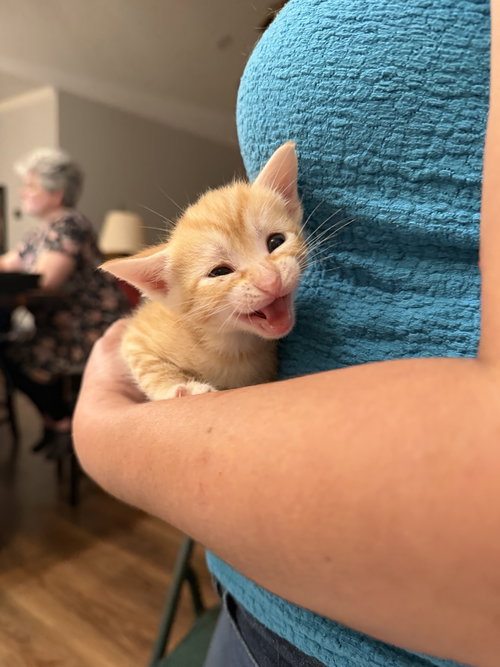 Barbacoa (Available for pre-adoption), an adoptable Domestic Short Hair in Camden, SC