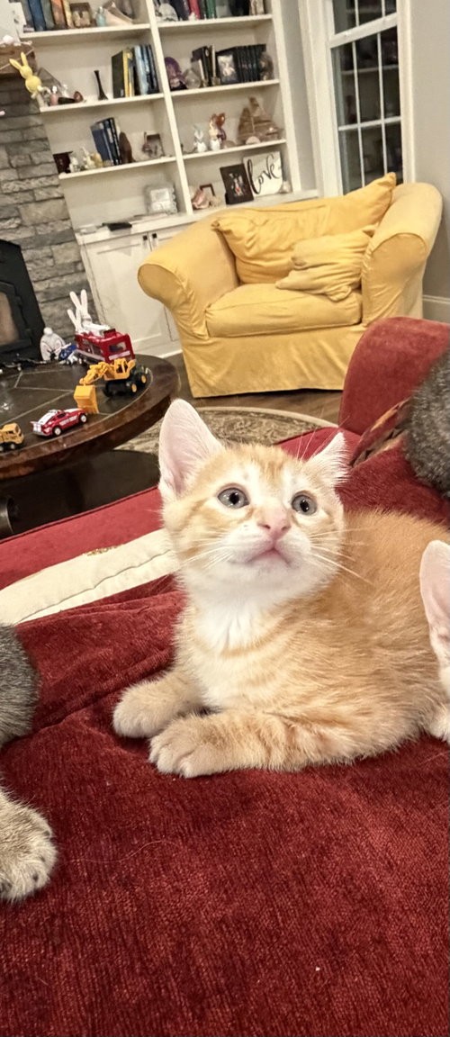 Barbacoa, an adoptable Domestic Short Hair in Camden, SC