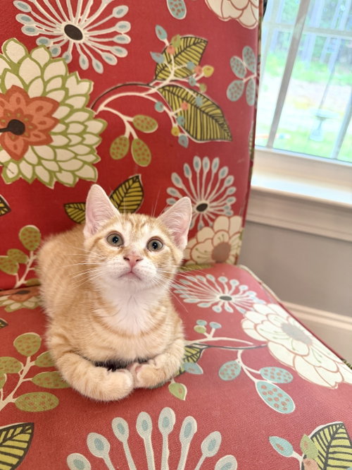 Barbacoa, Domestic Short Hair, cat for adoption in Rock Hill, South Carolina