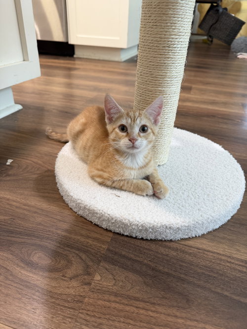 Barbacoa, Domestic Short Hair, cat for adoption in Rock Hill, South Carolina