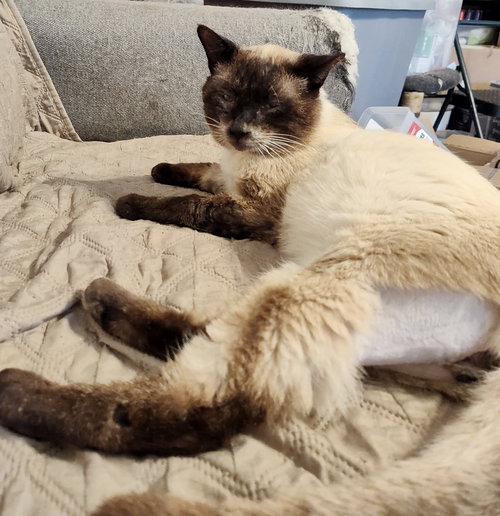 Paradox (Available for pre-adoption), Siamese, cat for adoption in Sumter, South Carolina