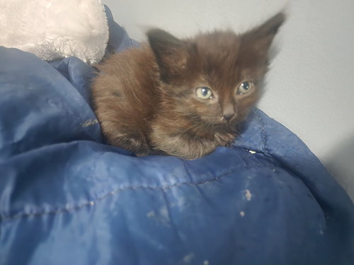 CHUCK WAGON (AVAILABLE FOR PRE-ADOPTION)
