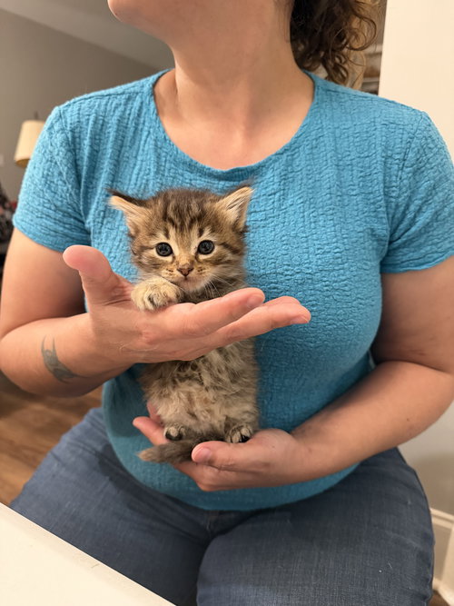 Love Shack (Available for pre-adoption), an adoptable Domestic Long Hair in Camden, SC