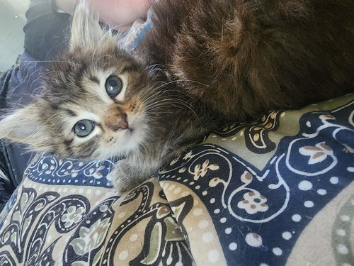 Love Shack (Available for pre-adoption), Domestic Long Hair, cat for adoption in Sumter, South Carolina