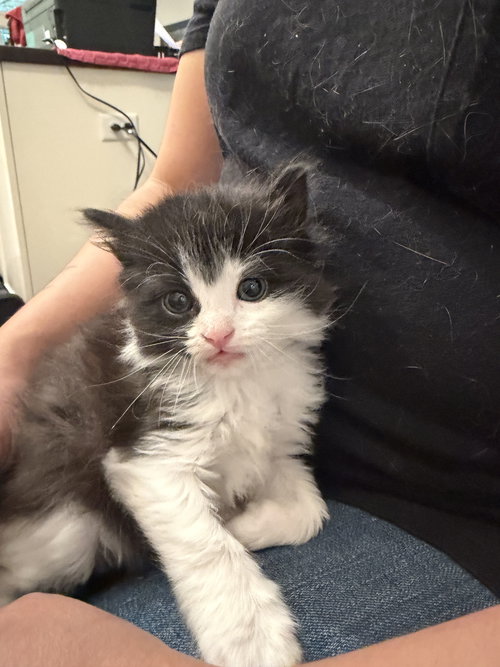 Benzo (Available for pre-adoption), Domestic Long Hair, cat for adoption in Sumter, South Carolina