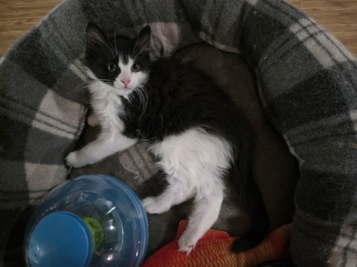 Benzo (Available for pre-adoption), an adoptable Domestic Long Hair in Camden, SC