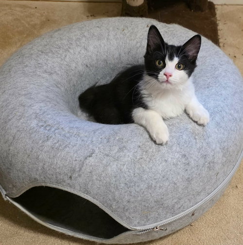 Benzo, Domestic Long Hair, cat for adoption in Camden, South Carolina
