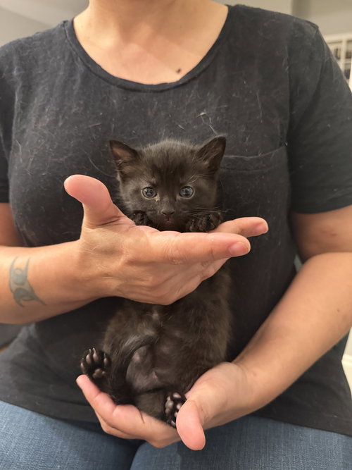 Zoloft (Available for pre-adoption), Domestic Short Hair, cat for adoption in Sumter, South Carolina