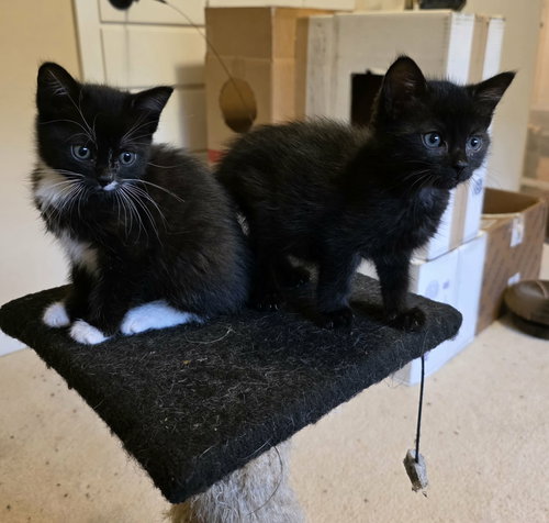 Zoloft (Available for pre-adoption), an adoptable Domestic Short Hair in Camden, SC
