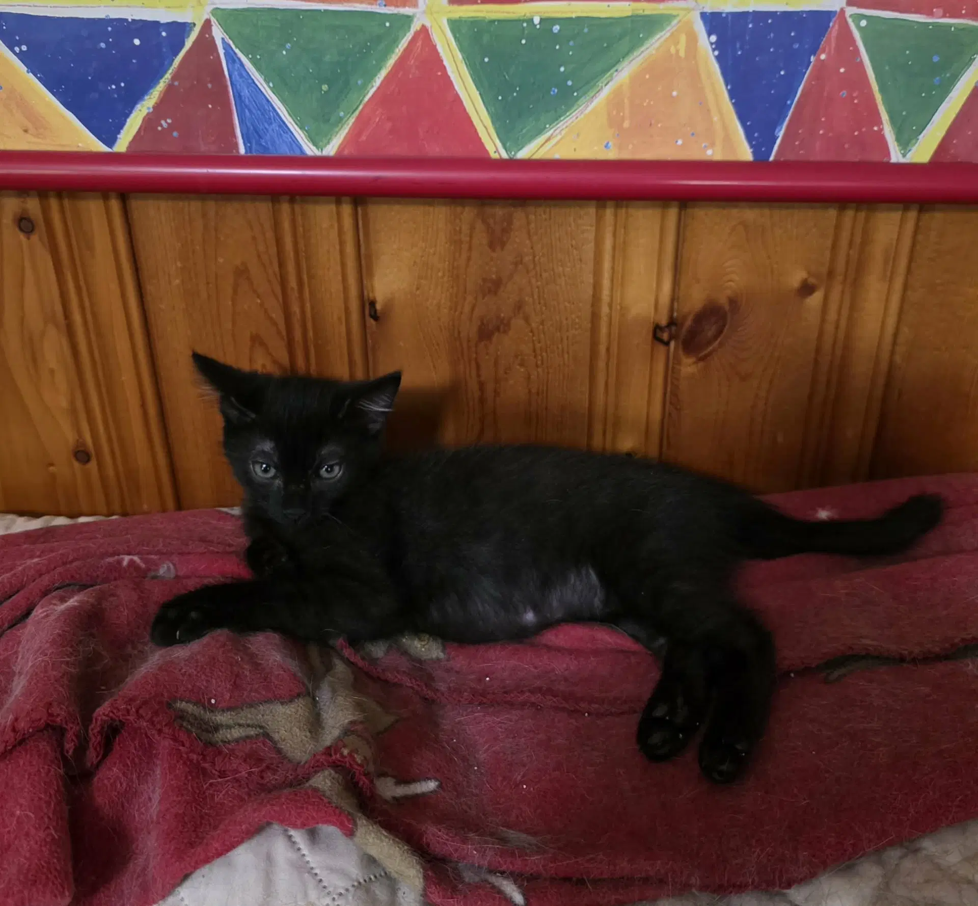 Zoloft - Domestic Short Hair