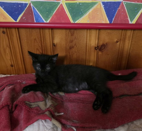 Zoloft, Domestic Short Hair, cat for adoption in Rock Hill, South Carolina