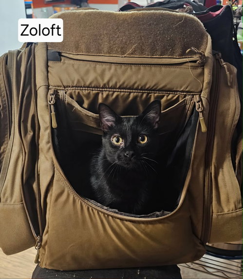 Zoloft, a cat for adoption from Cat Around Town Project