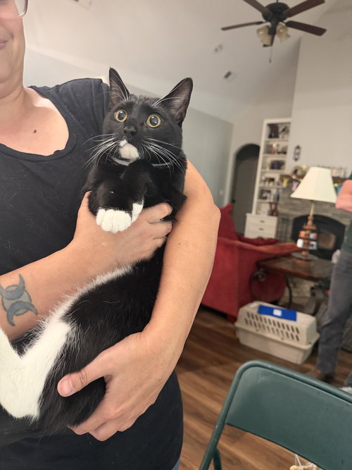 Trout, Domestic Short Hair, cat for adoption in Sumter, South Carolina