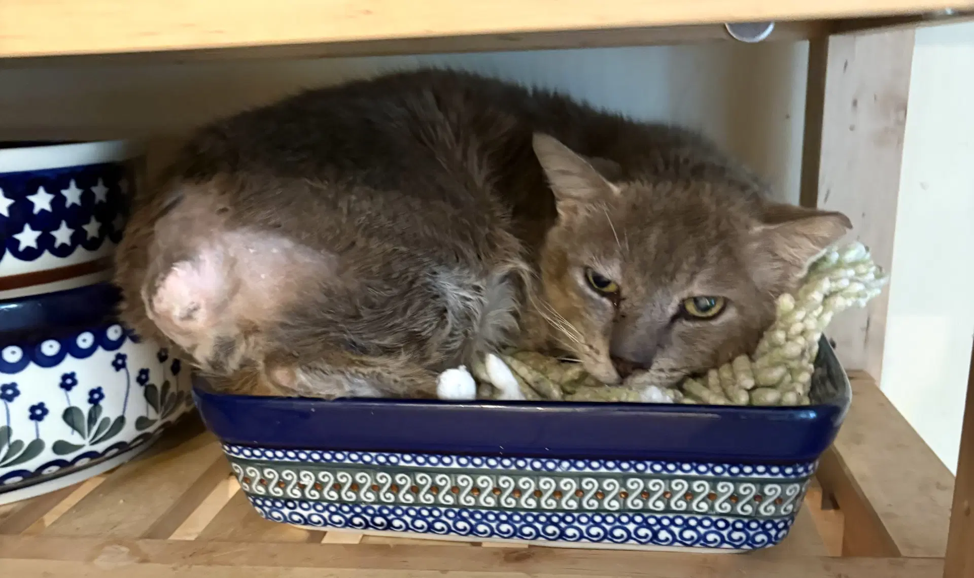 Tailor Made - Domestic Short Hair