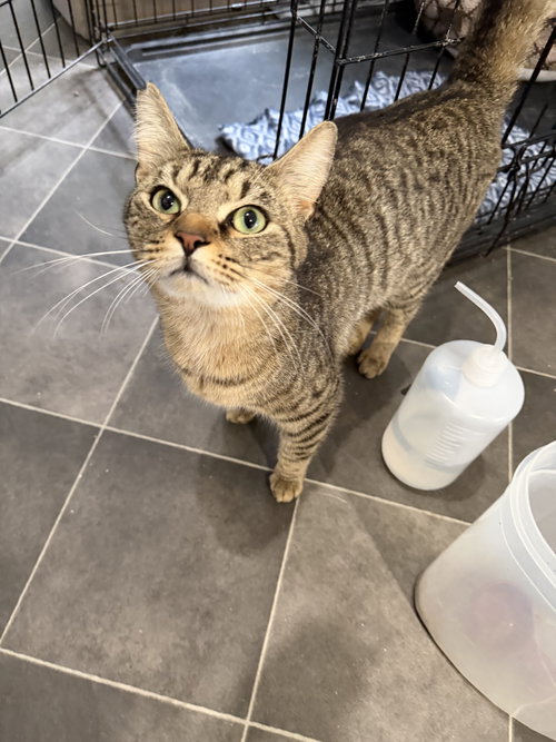 Celery, Domestic Short Hair, cat for adoption in Sumter, South Carolina