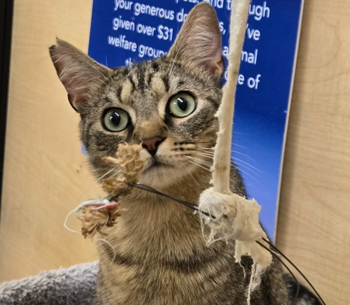 Celery, an adoptable Domestic Short Hair in Camden, SC