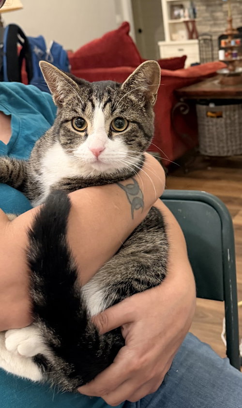 Buckwheat, Domestic Short Hair, cat for adoption in Sumter, South Carolina