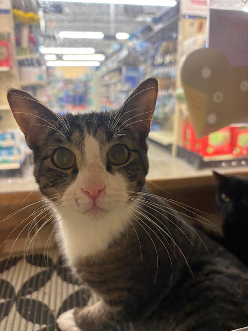 Buckwheat, an adoptable Domestic Short Hair in Camden, SC