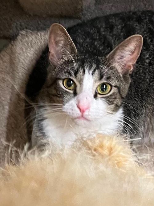 Buckwheat, Domestic Short Hair, cat for adoption in Rock Hill, South Carolina