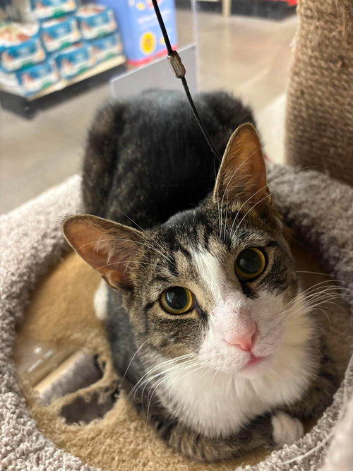 Buckwheat, Domestic Short Hair, cat for adoption in Camden, South Carolina