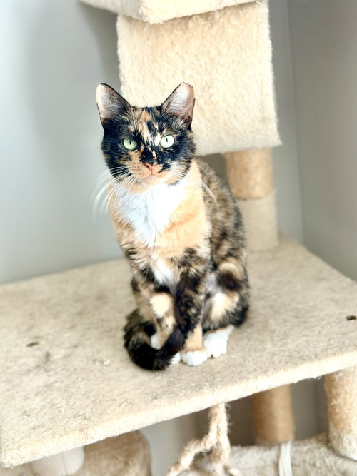 Map Quest, Domestic Short Hair, cat for adoption in Sumter, South Carolina