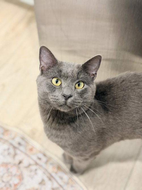 Bob Barker, Russian Blue, cat for adoption in Sumter, South Carolina