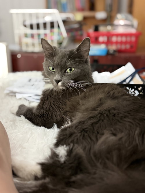 Kate Spayed, Domestic Long Hair, cat for adoption in Sumter, South Carolina