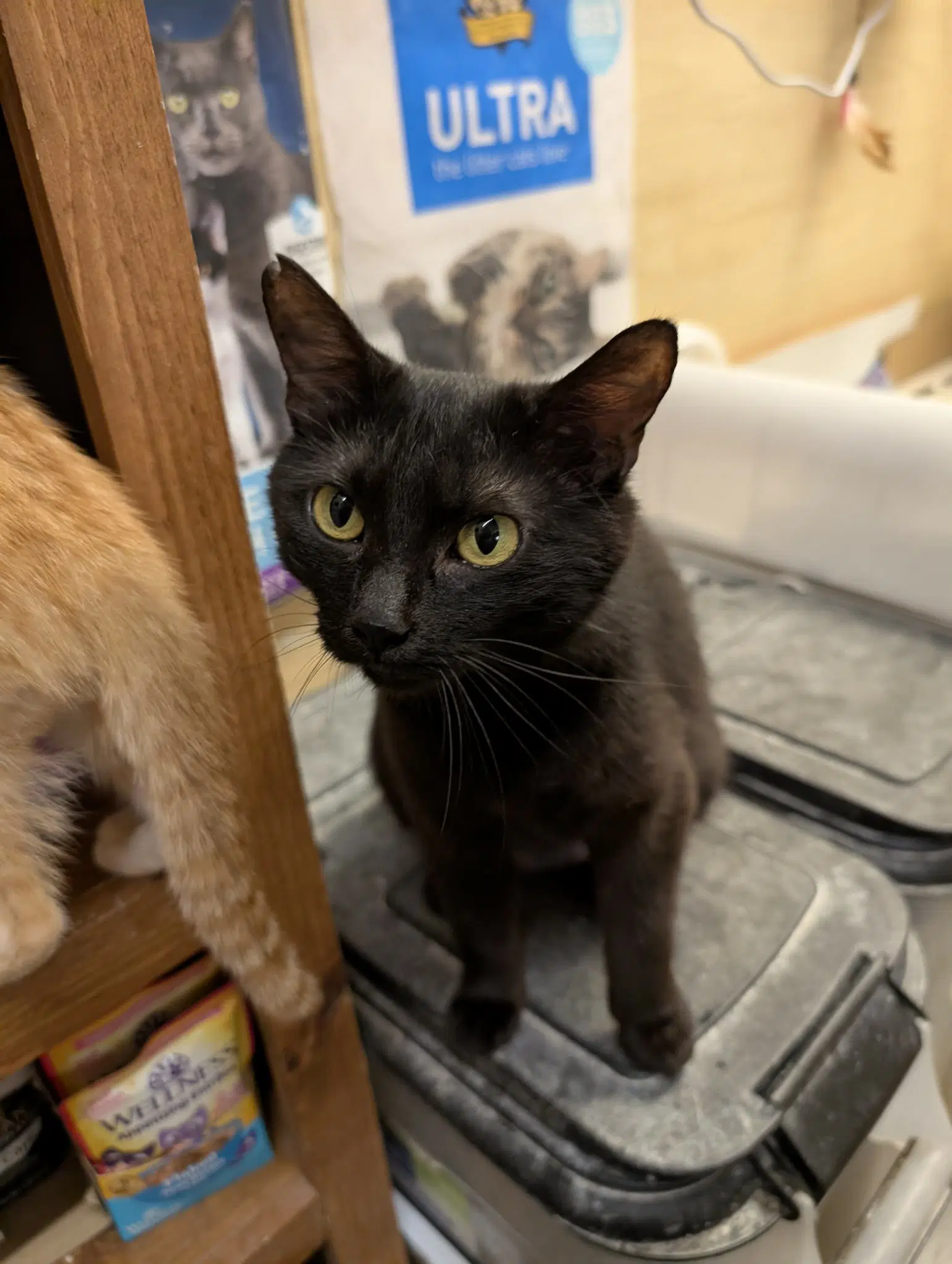 Shuri - Domestic Short Hair