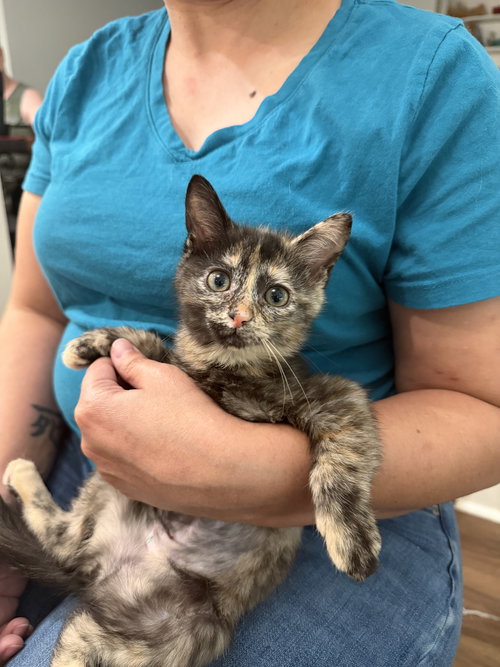 Mia, Domestic Short Hair, cat for adoption in Sumter, South Carolina