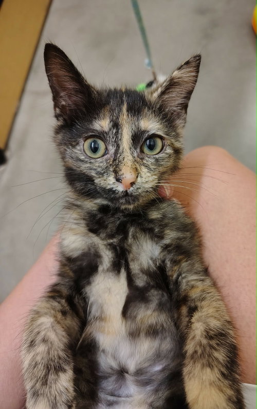 Mia, an adoptable Domestic Short Hair in Camden, SC