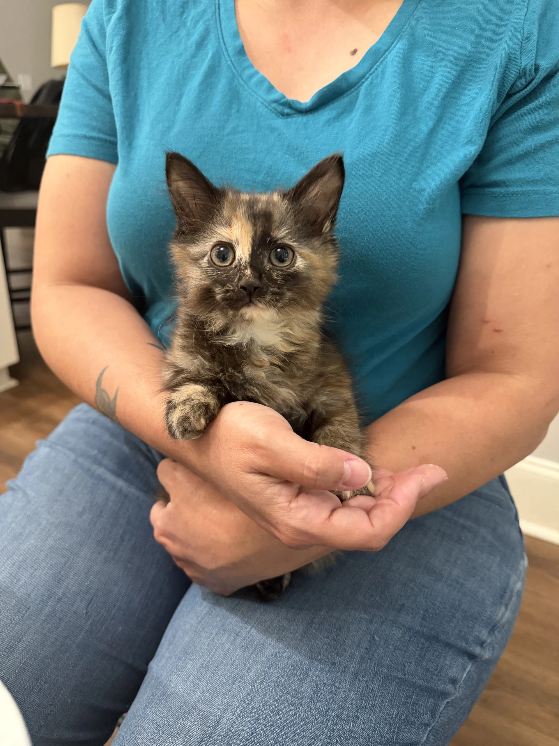 Tia Available For Pre-Adoption