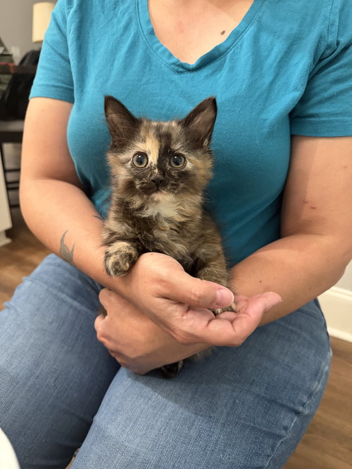 Tia (Available for pre-adoption), Domestic Long Hair, cat for adoption in Sumter, South Carolina