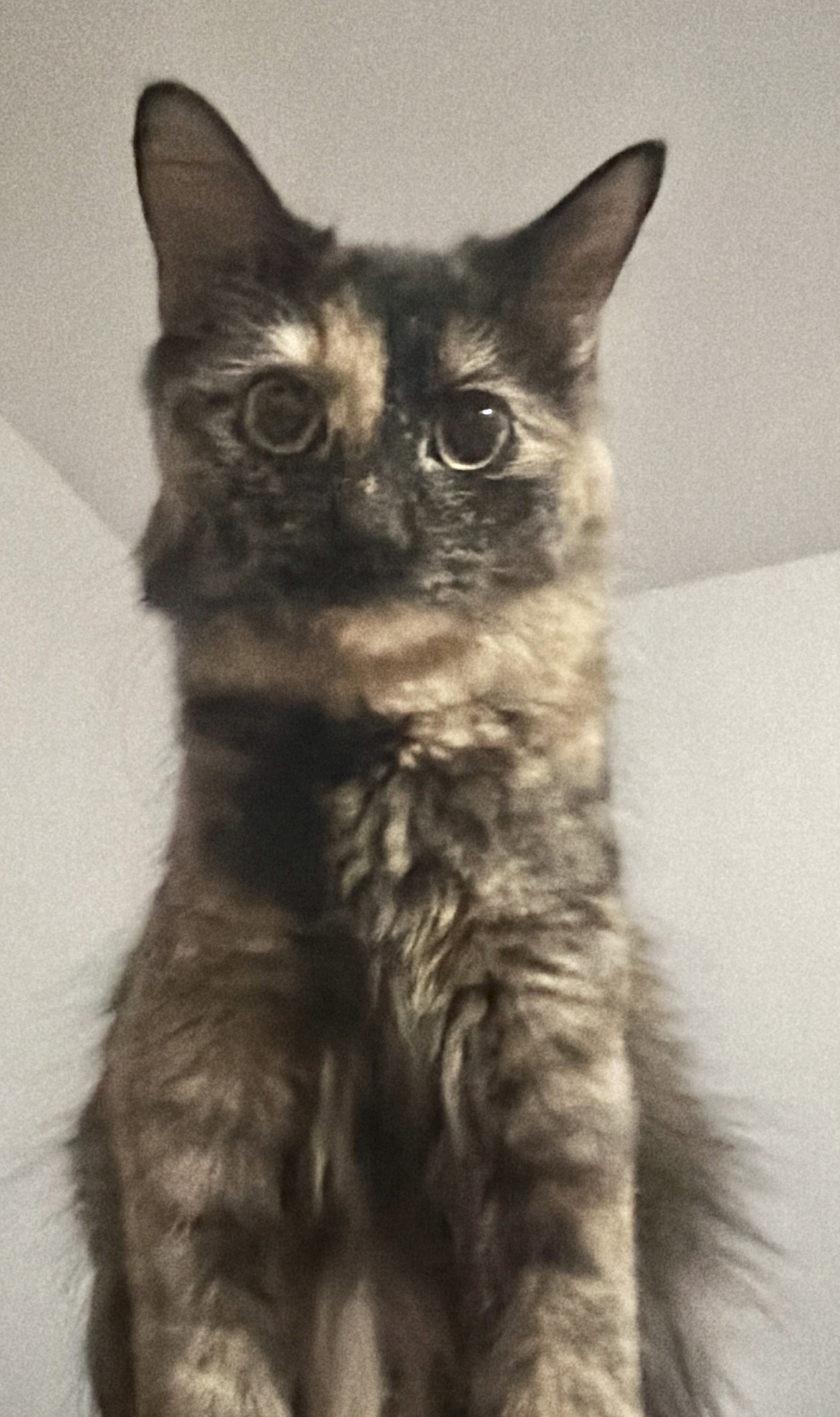 Tia