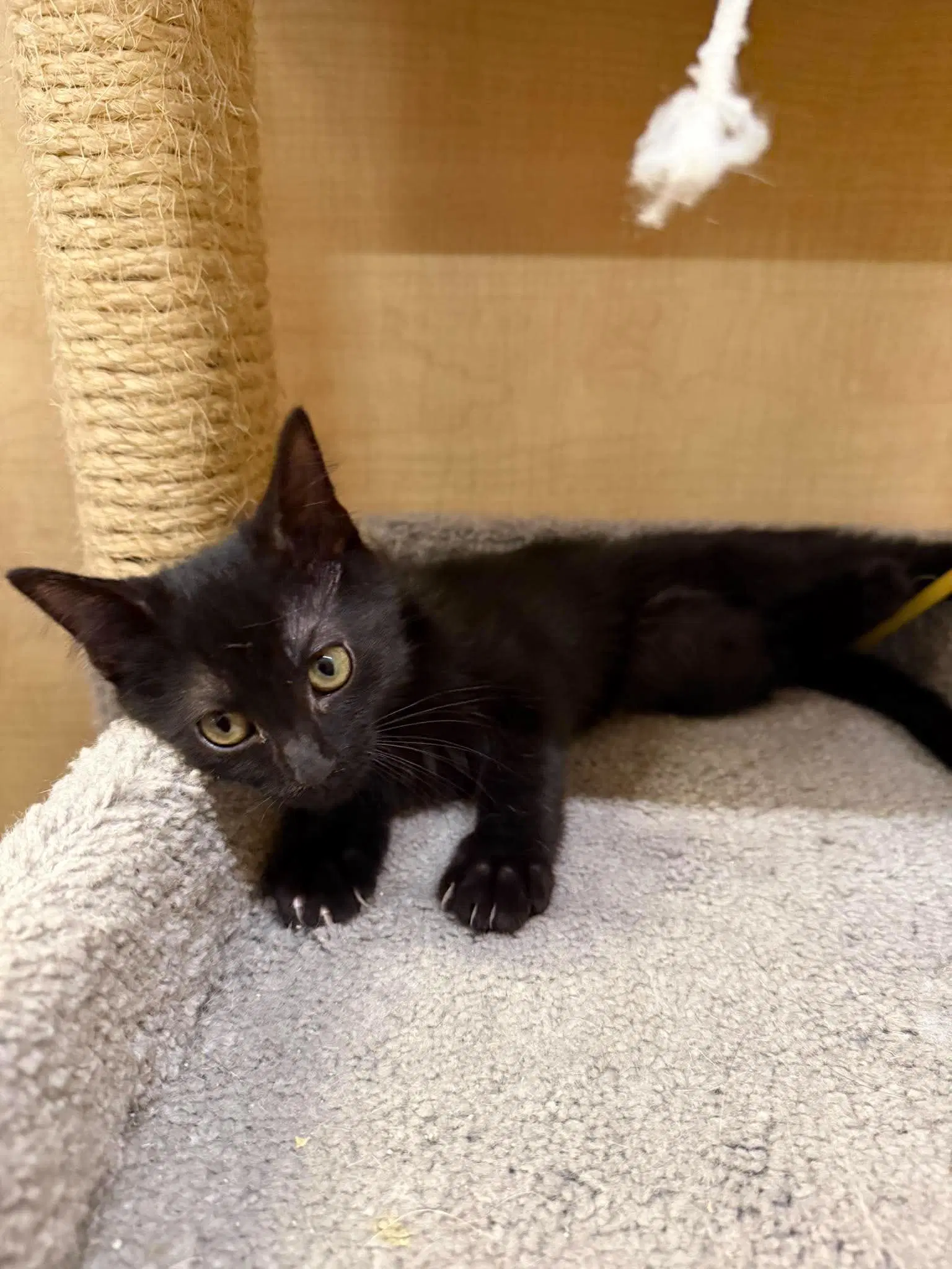 Bo - Domestic Short Hair