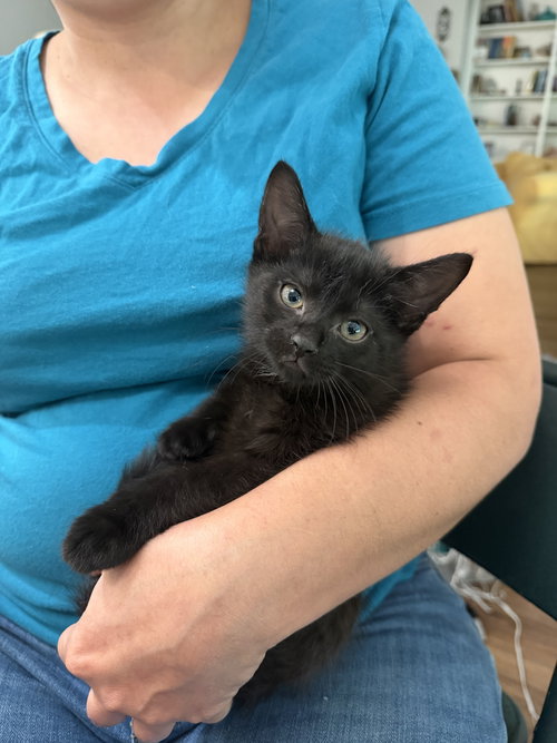 Chad, Domestic Short Hair, cat for adoption in Sumter, South Carolina
