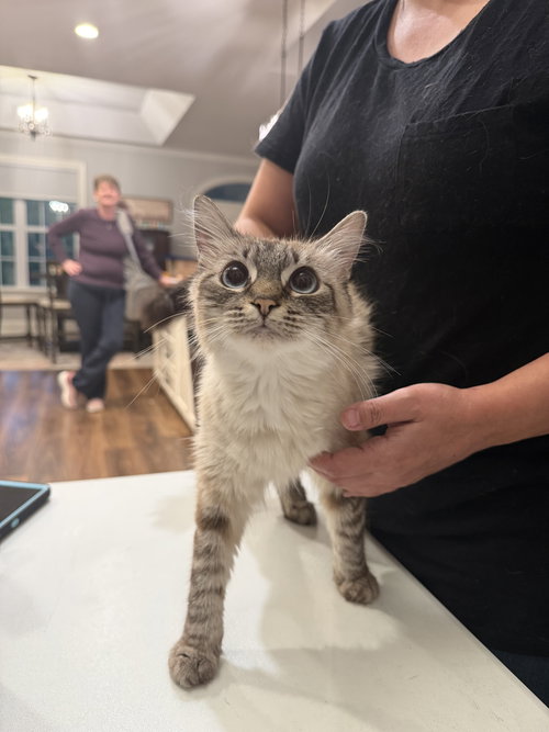 Chow Mein (Available for pre-adoption), Balinese, cat for adoption in Sumter, South Carolina