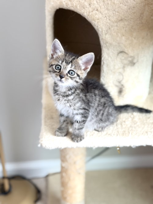 Jitters (Available for pre-adoption)