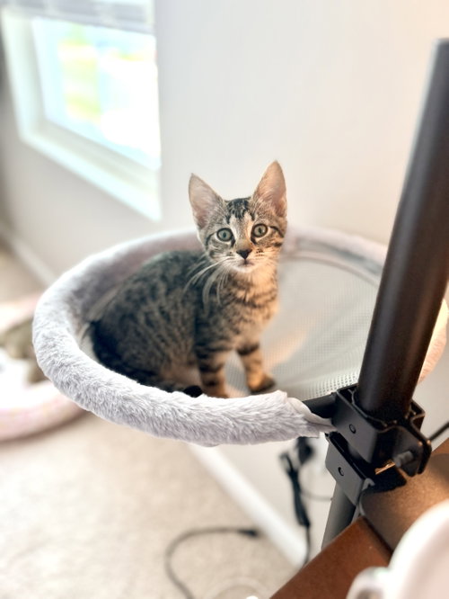 Jitters (Available for pre-adoption), an adoptable Domestic Short Hair in Camden, SC