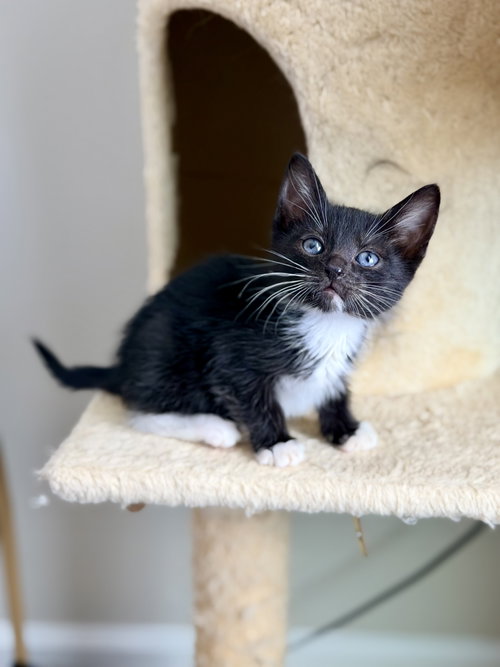 Heebie-Jeebies (Available for pre-adoption), an adoptable Domestic Short Hair in Camden, SC