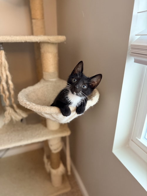 Heebie-Jeebies (Available for pre-adoption), Domestic Short Hair, cat for adoption in Rock Hill, South Carolina