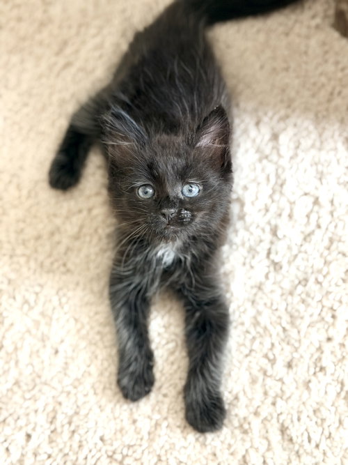 Punch List (Available for pre-adoption), an adoptable Domestic Long Hair in Camden, SC
