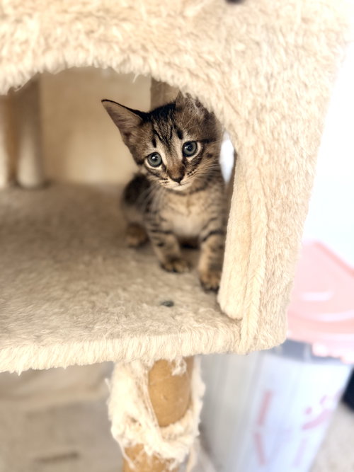 Hard Hat (Available for pre-adoption), an adoptable Domestic Short Hair in Camden, SC