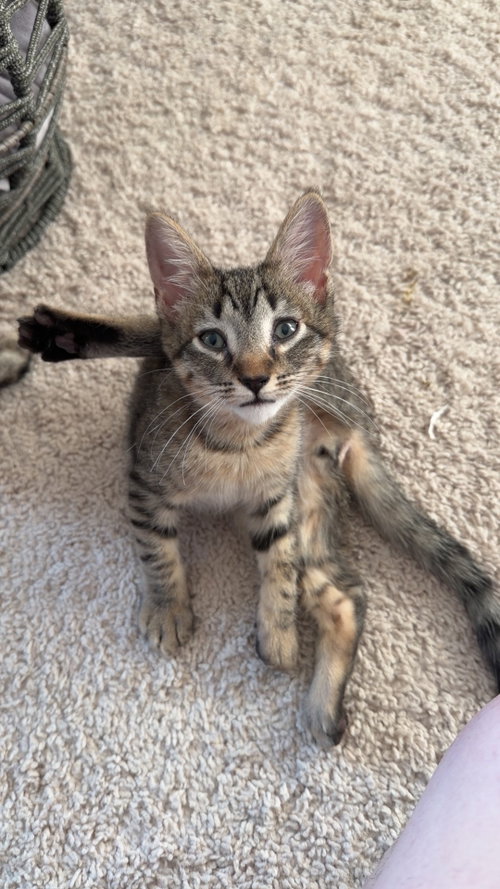 Hard Hat (Available for pre-adoption), Domestic Short Hair, cat for adoption in Rock Hill, South Carolina