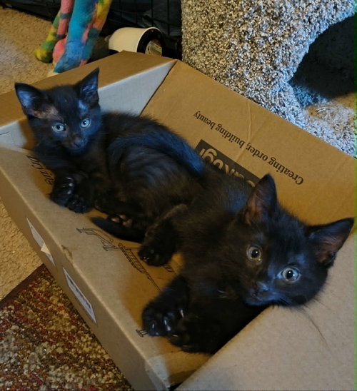 Typo (Available for pre-adoption), Domestic Short Hair, cat for adoption in Rock Hill, South Carolina