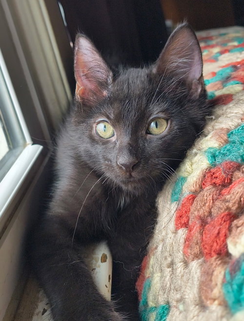 Typo (Available for pre-adoption), Domestic Short Hair, cat for adoption in Rock Hill, South Carolina