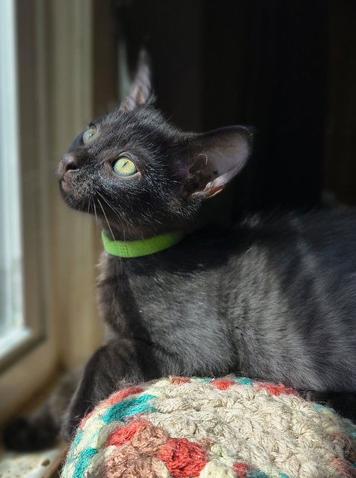 Pantone (Available for pre-adoption), Domestic Short Hair, cat for adoption in Rock Hill, South Carolina