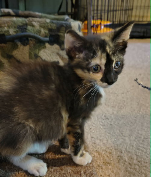 Polyethylene (Available for pre-adoption), Domestic Short Hair, cat for adoption in Rock Hill, South Carolina
