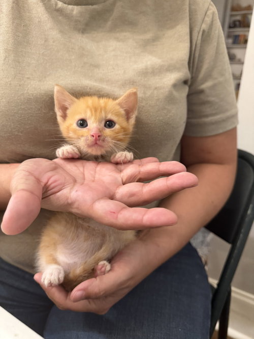 Polystyrene (Available for pre-adoption)