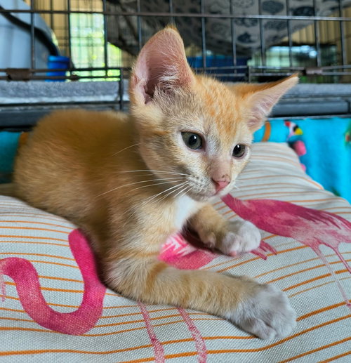 Polystyrene (Available for pre-adoption), Domestic Short Hair, cat for adoption in Rock Hill, South Carolina