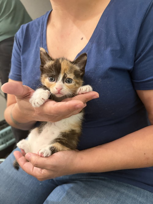 Trident (Available for pre-adoption), an adoptable Domestic Short Hair in Camden, SC